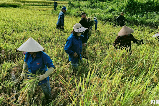 Nông dân Quế Phong cấp tập thu hoạch lúa vụ mùa