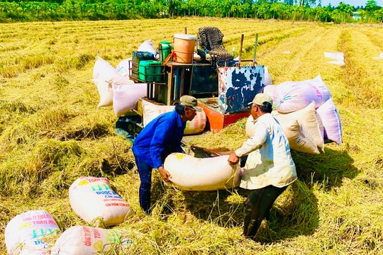 Giá lúa gạo hôm nay 26/9/2024: Đồng loạt giảm nhẹ từ 100 đồng/kg