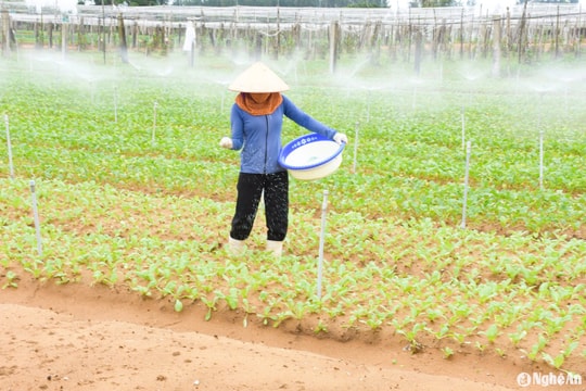 Nông dân vùng màu Nghệ An khẩn trương khôi phục sản xuất sau mưa lụt