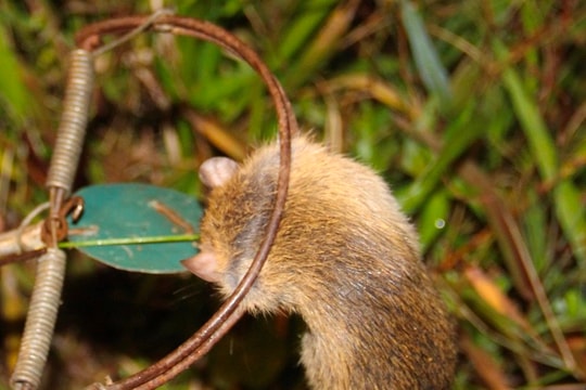 Sau lũ, người dân Yên Thành đổ xô đi săn chuột đồng