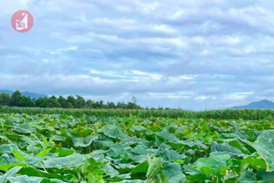 Giá bí đỏ Nam Đàn đạt đỉnh