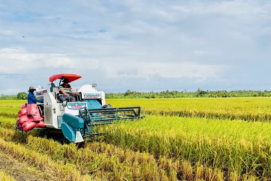Giá lúa gạo hôm nay 27/9/2024: Giá gạo tiếp tục giảm nhẹ
