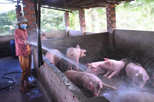 Giá lợn hơi ngày 28/9/2024: Tăng giảm trái chiều ở các địa phương
