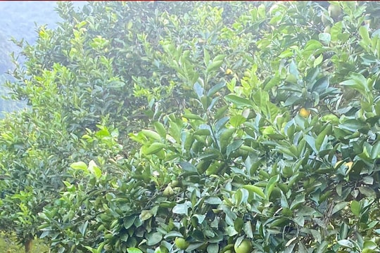 Sau mưa lũ, cam, bưởi ở Nghệ An rụng quả đầy gốc