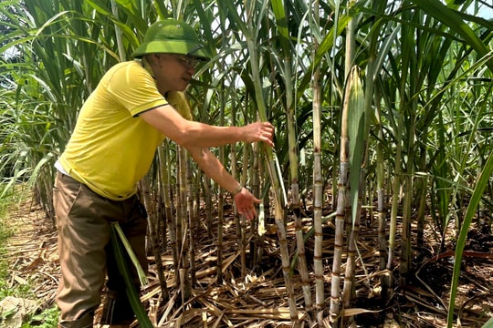 Mía Đồng Văn (Tân Kỳ) đạt năng suất gần 100 tấn/ha
