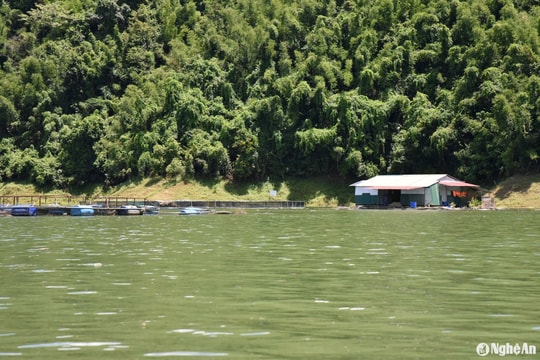 Kinh nghiệm nuôi cá lồng bè vượt lũ của người dân vùng cao Nghệ An