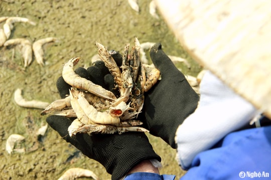 Tôm chết hàng loạt do ô nhiễm, dự án cấp nước biển nuôi tôm vẫn chưa vận hành