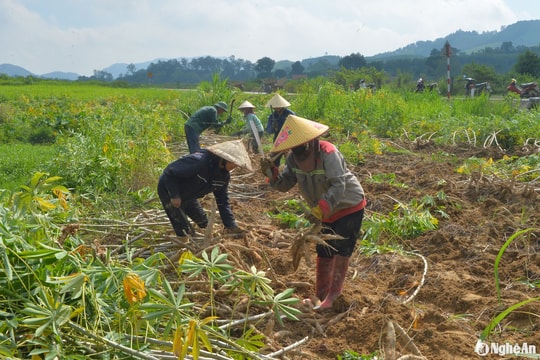 Sắn ở Nghệ An được mùa, được giá