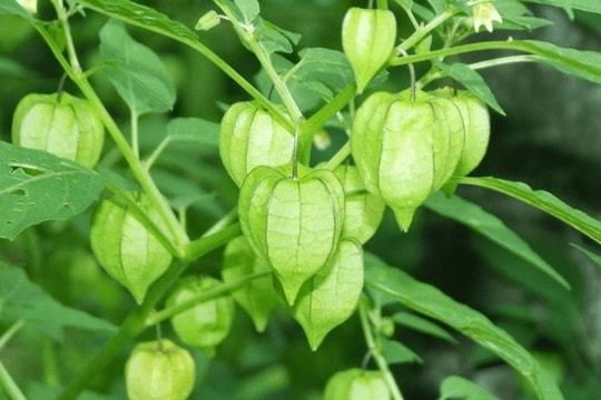 Loại cây nhiều người Việt chỉ coi là cỏ dại nhưng lại chữa đủ thứ bệnh