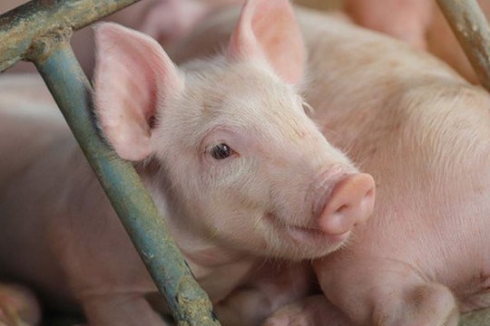 Giá lợn hơi hôm nay 2/10/2024: Duy trì giảm giá tại khu vực miền Bắc