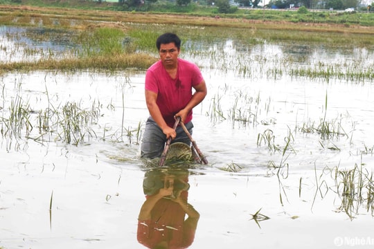 Mùa săn cua đồng sau lũ ở Nghệ An
