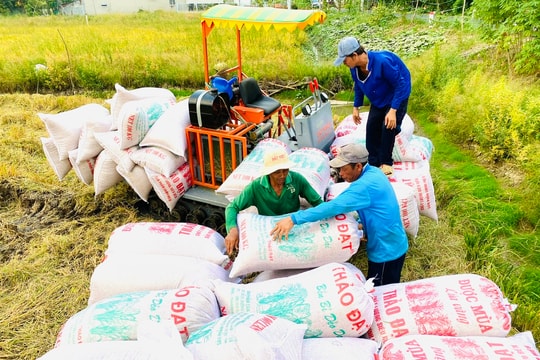 Giá lúa gạo hôm nay 4/10/2024: Giá gạo tăng nhẹ 100 đồng/kg