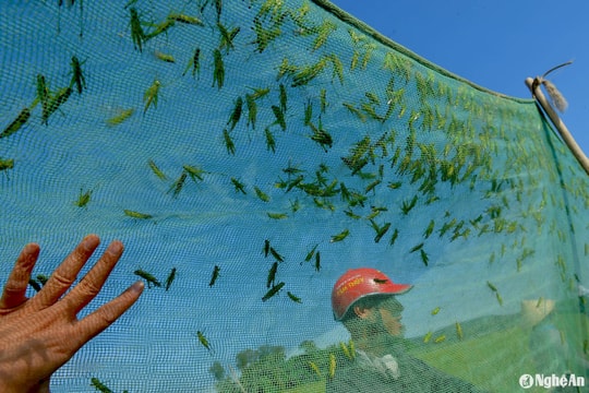 Người dân Nghệ An săn 'tôm bay' kiếm tiền triệu mỗi ngày