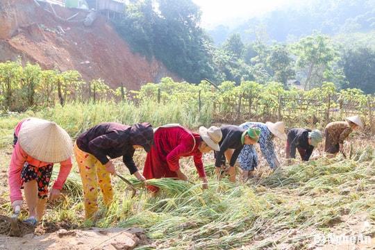 Người dân vùng lũ Tương Dương bới đất tìm từng bông lúa