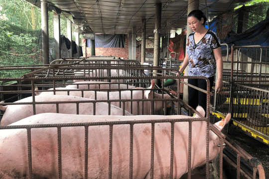 Giá lợn hơi hôm nay 7/10/2024: Đi ngang tại cả 3 miền