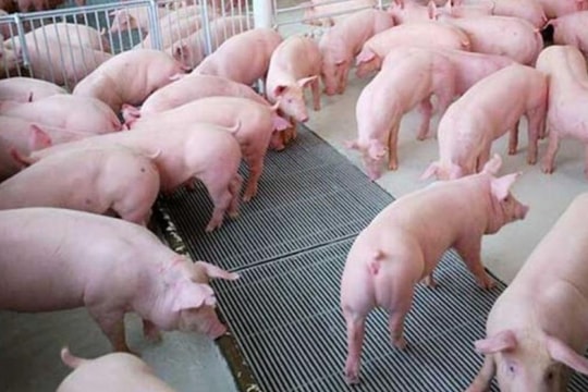 Giá heo hơi hôm nay 9/10/2024: Tiếp tục giảm trên cả nước