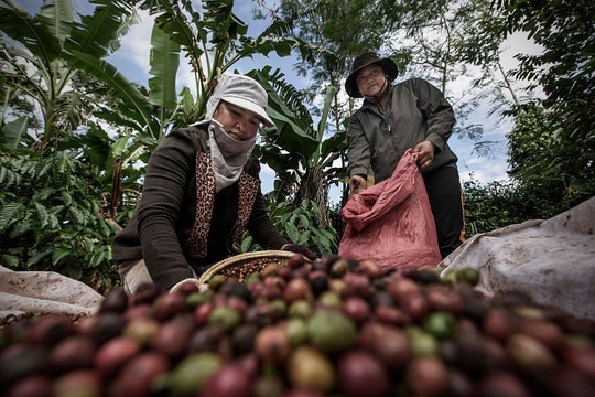 Giá cà phê hôm nay 10/10/2024: Giảm nhẹ 100 đồng/kg
