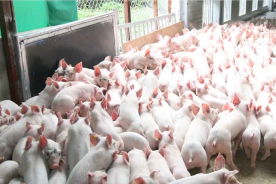 Giá lợn hơi hôm nay 10/10/2024: Tiếp tục giảm trên cả nước