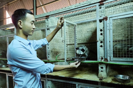 Mô hình nuôi chồn sinh sản lớn nhất nhì tỉnh Nghệ An