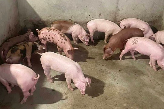 Giá lợn hơi hôm nay 11/10/2024: Giảm nhẹ tại khu vực miền Bắc