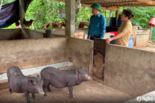 Các huyện vùng cao Nghệ An nỗ lực ngăn chặn dịch tả lợn châu Phi