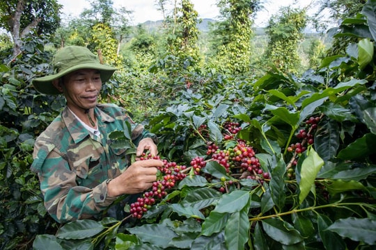Giá cà phê hôm nay 12/10/2024: Tiếp tục tăng nhẹ