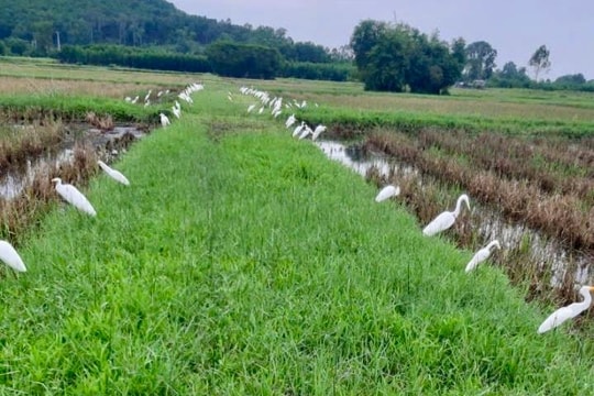 Xử lý vấn nạn săn bắt chim hoang dã ở Nghệ An