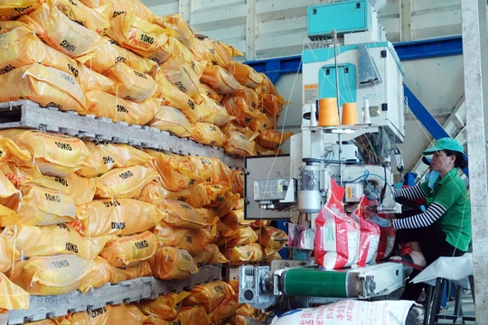 Giá lúa gạo hôm nay 25/11/2024: Tiếp tục đi ngang