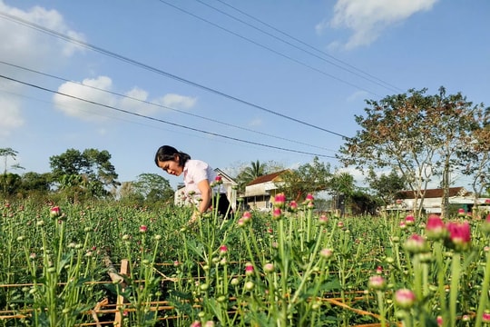 Giá giống tăng cao, nông dân Nghệ An thấp thỏm vào vụ hoa Tết