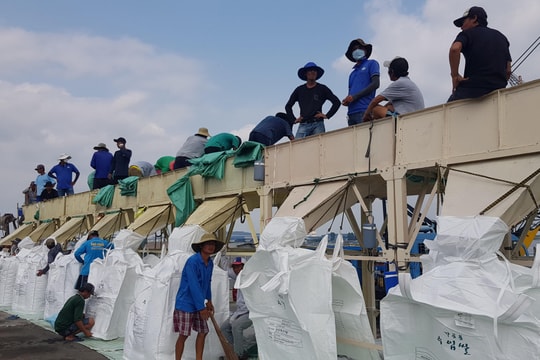 Giá lúa gạo hôm nay 15/10/2024: Giá gạo tăng nhẹ, giá lúa cuối vụ vững giá