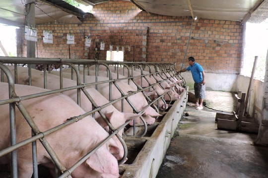 Giá lợn hơi hôm nay 15/10/2024: Vẫn trên đà giảm mạnh