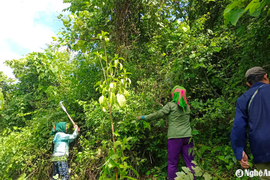 Nghệ An triển khai trồng rừng theo kế hoạch của Bộ Nông nghiệp và Phát triển nông thôn