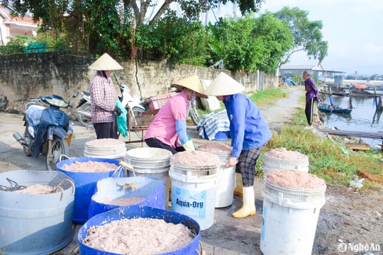 Ruốc biển được giá, ngư dân Nghệ An phấn khởi vào vụ đánh bắt