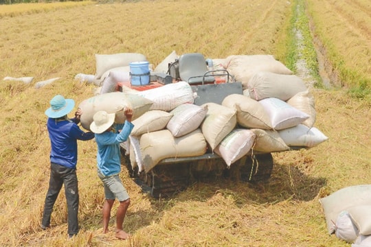 Giá lúa gạo hôm nay 17/10/2024: Giá gạo trong nước giảm nhẹ