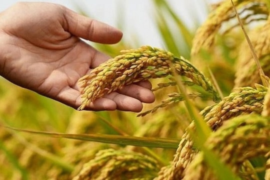 Giá lúa gạo hôm nay 16/10/2024: Giá gạo xuất khẩu giảm nhẹ