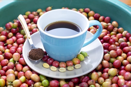 Giá cà phê hôm nay 19/10/2024: Giảm mạnh 2,000 đồng/kg