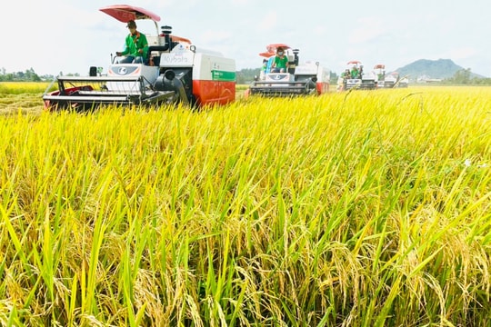 Giá lúa gạo hôm nay 28/10/2024: Giá lúa tăng giảm trái chiều