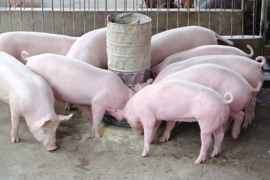 Giá lợn hơi hôm nay 28/10/2024: Tiếp tục giảm nhẹ 1.000 đồng/kg