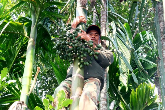 Giá cau vọt lên đỉnh rồi lao dốc: ‘Công thức’ lặp nhiều lần