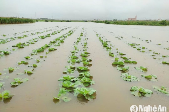 Mưa lớn ở Nghệ An: Rau màu ngập sâu, 4 con trâu bị sét đánh chết