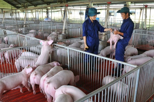 Giá lợn hơi hôm nay 23/10/2024: Ổn định trên toàn quốc