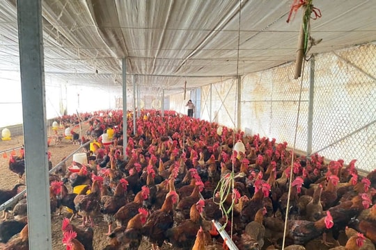 Chăn nuôi gà thương phẩm ứng dụng công nghệ Blockchain