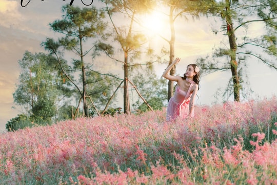 Đồi cỏ hồng đẹp như Đà Lạt, hút khách check-in