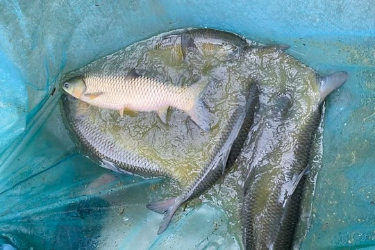 Dẫn nước suối về ao nuôi cá - Hướng làm ăn mới của người dân Tương Dương