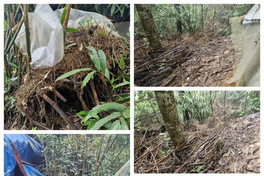 Chi cục Kiểm lâm xác minh thông tin Báo Nghệ An phản ánh việc trồng sâm Ngọc Linh tác động tiêu cực đến rừng phòng hộ Puxailaileng