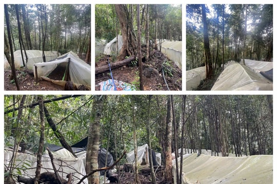 Việc trồng dược liệu của Tập đoàn Y dược sâm Ngọc Linh tác động tiêu cực đến rừng phòng hộ đầu nguồn Puxailaileng?