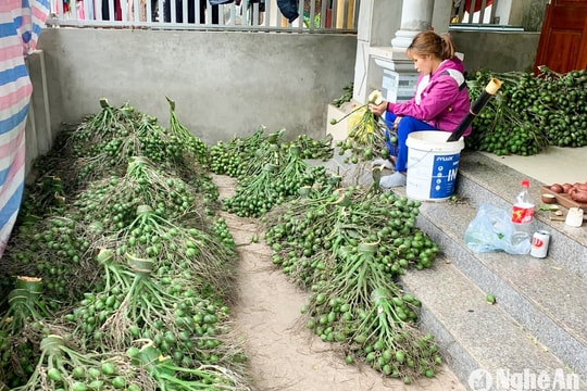 Trung Quốc ngừng thu mua, giá cau ở nhiều nơi ‘lao dốc’