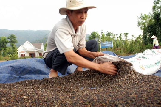 Giá tiêu hôm nay 30/10/2024: Tăng mạnh trở lại