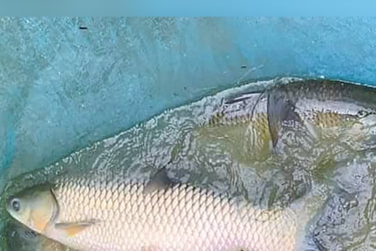 Người dân Khe Ngậu dẫn nước suối về ao nuôi cá