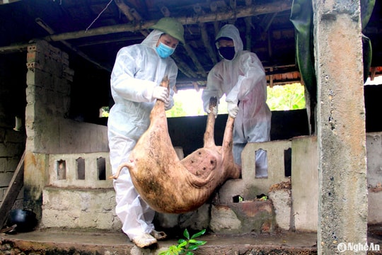 Vì sao dịch tả lợn châu Phi diễn biến phức tạp ở các huyện miền núi?